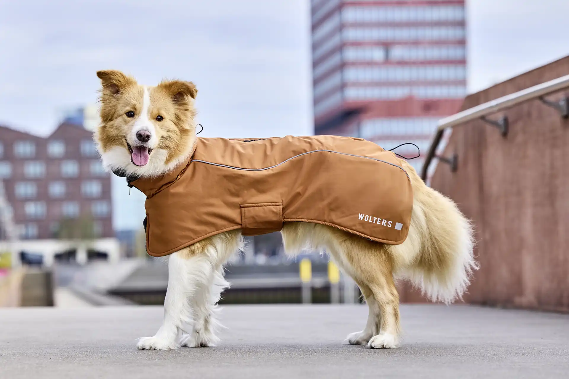 Hund im WOLTERS Cape Adventure
