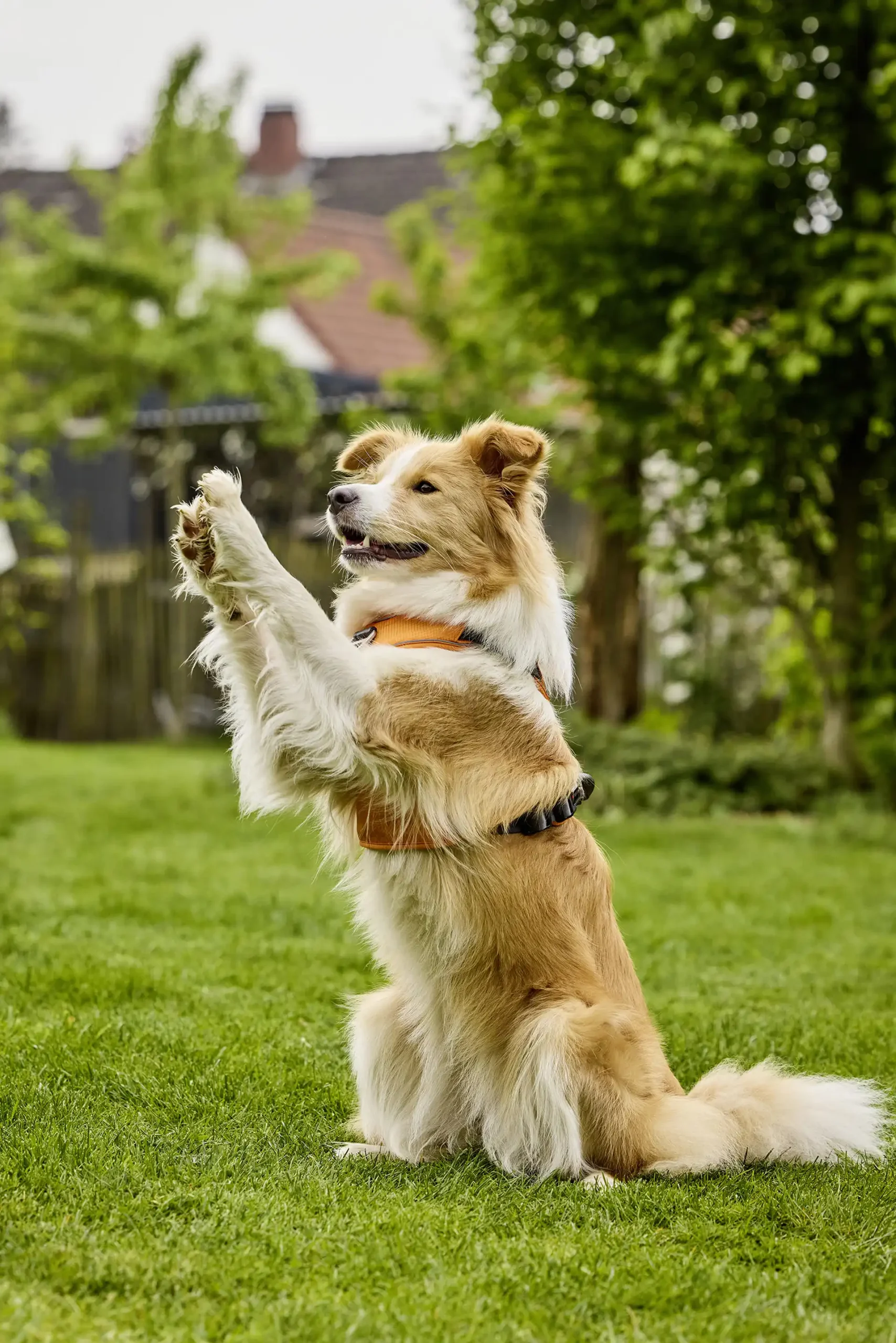 Hund mit WOLTERS Ausstattung