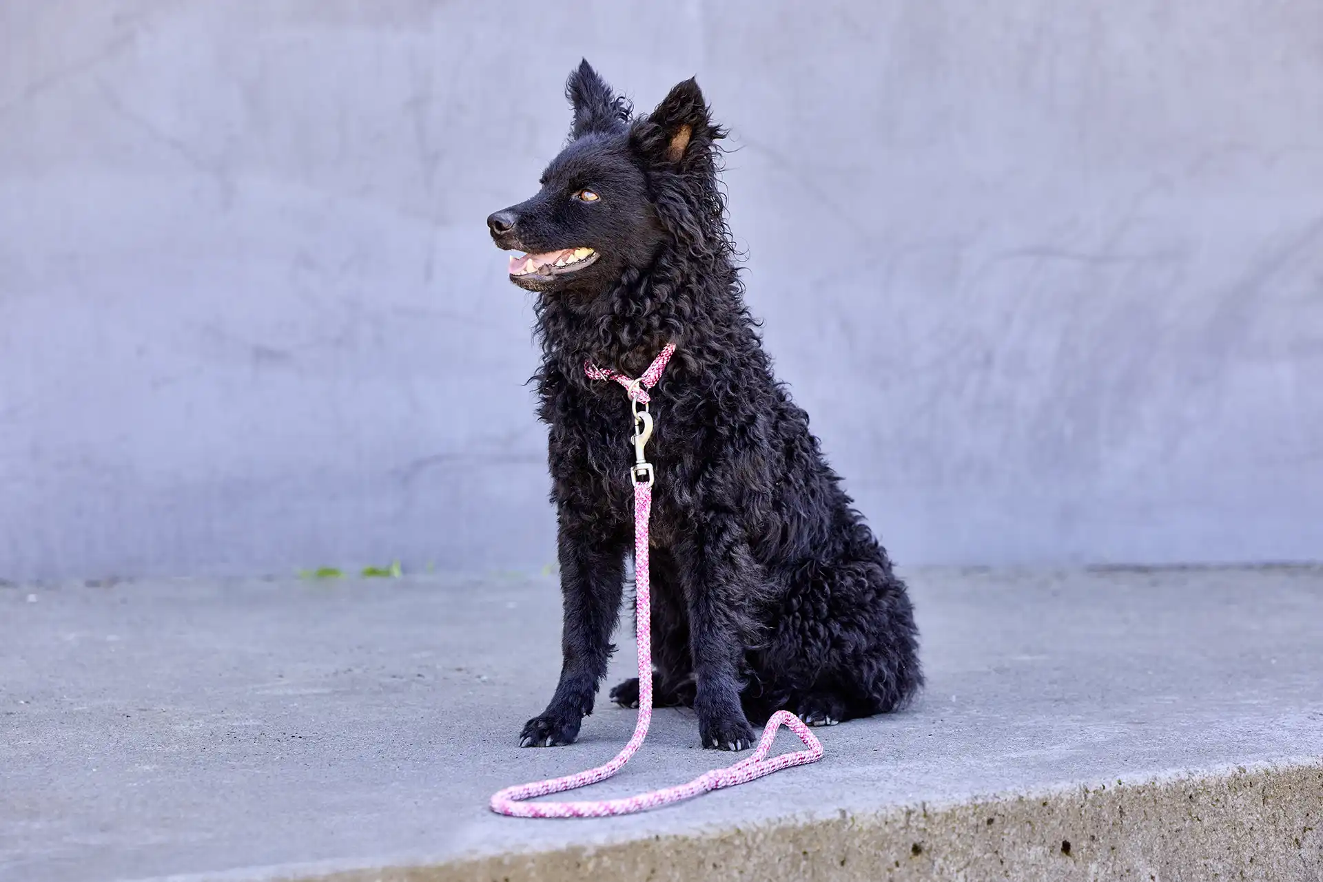 Hund an der WOLTERS Everest Cityleine