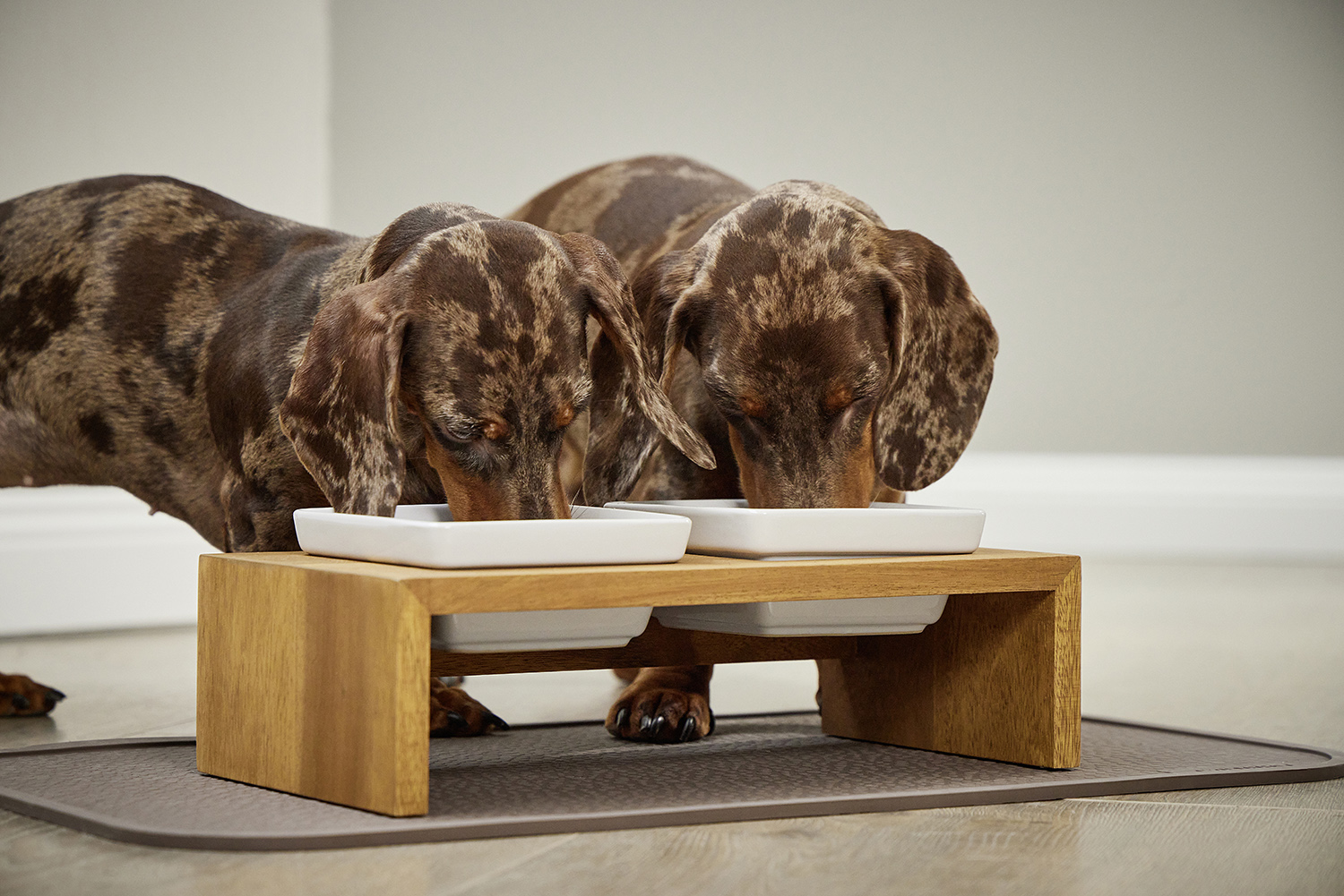 Hund am WOLTERS Meshidai True Futternapf