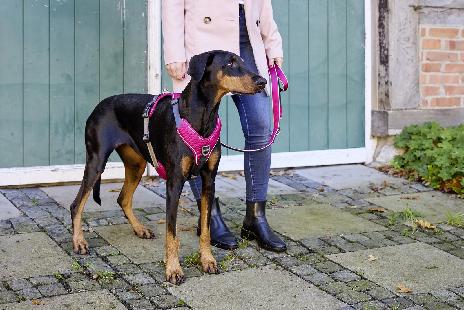 Dobermann mit magentafarbenem WOLTERS Geschirr