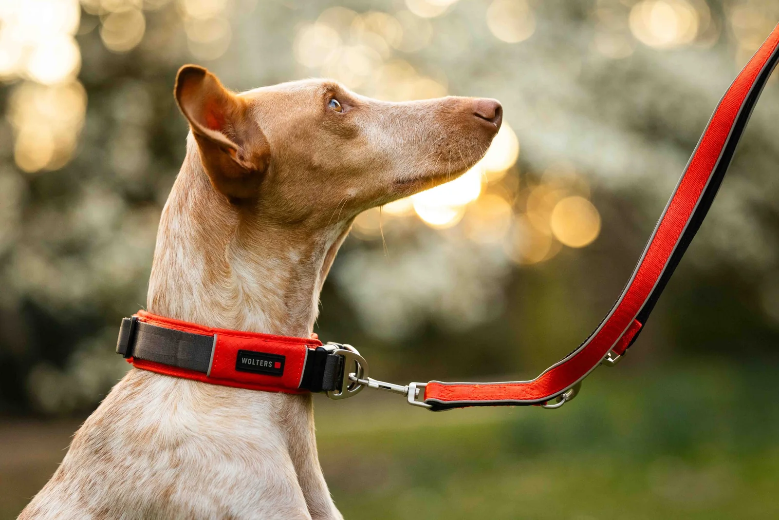 Hund mit rotem WOLTERS Halsband und passender Leine