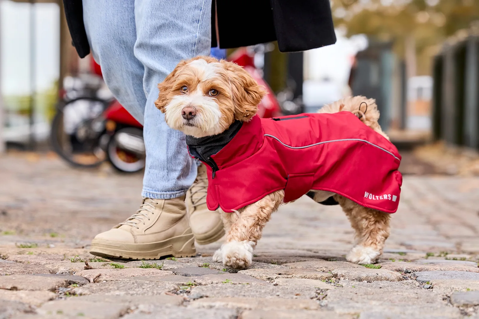 Hund mit roter WOLTERS Hundejacke