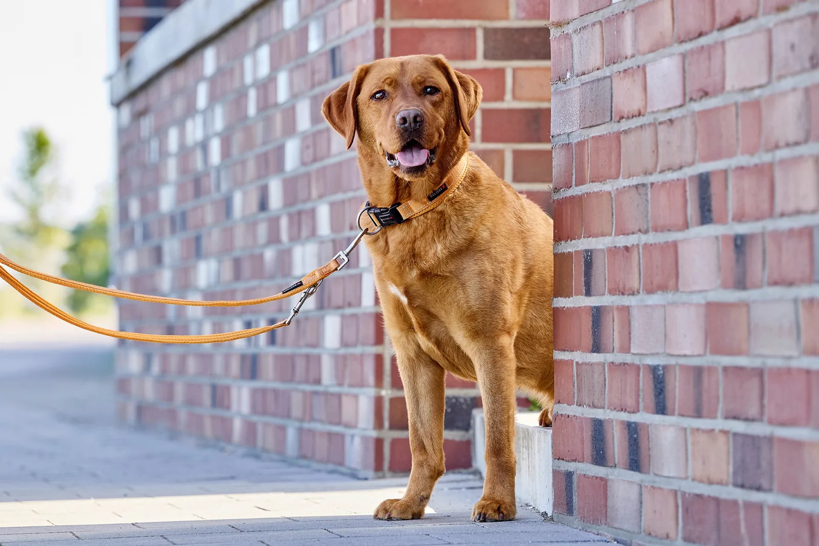 Brauner Hund mit WOLTERS Hundeleine